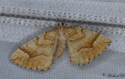 Fransflckad parkmtare - The Spinach (Eulithis mellinata)