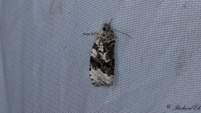 Vitflckig bjrkknoppvecklare - White-shouldered Marble (Apotomis turbidana)