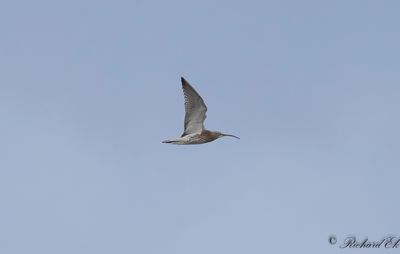 Storspov - Eurasian Curlew (Numenius arquata)