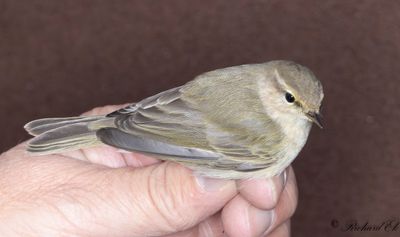 Sibirisk gransångare - Siberian Chiffchaff (Phylloscopus collybita tristis)