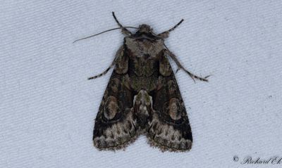 Hagtornsfly - Green-brindled Crescent (Allophyes oxyacanthae)