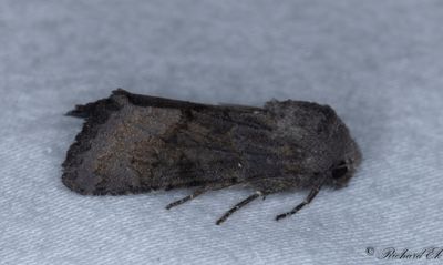 Kamsprtat puckelfly - Deep-brown Dart (Aporophyla luenebergensis)