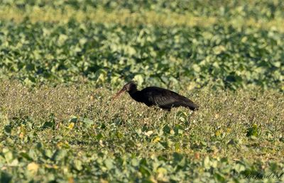 Eremitibis - Bald Ibis (Geronticus eremita)