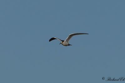 Kentsk tärna - Sandwich Tern ( Sterna sandvicensis)