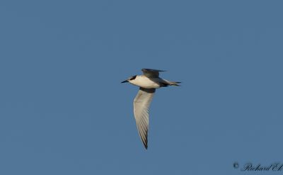 Kentsk tärna - Sandwich Tern ( Sterna sandvicensis)