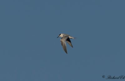 Kentsk tärna - Sandwich Tern ( Sterna sandvicensis)