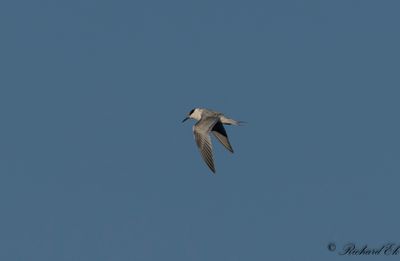 Kentsk trna - Sandwich Tern ( Sterna sandvicensis)