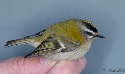 Brandkronad kungsfågel - Common Firecrest (Regulus ignicapillus)