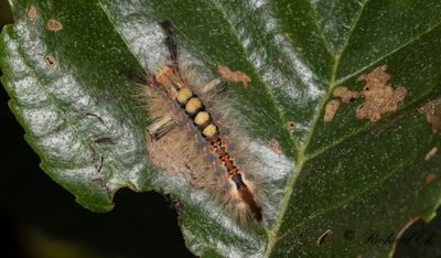 Aprikostofsspinnare - The Vapourer (Orgyia antiqua)