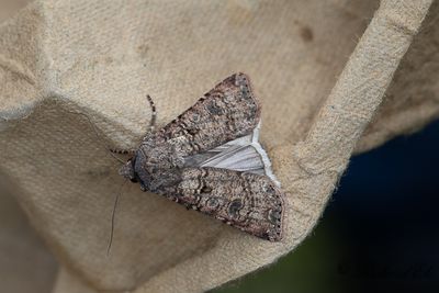 Sdesbroddsfly - Turnip Moth (Agrotis segetum) 