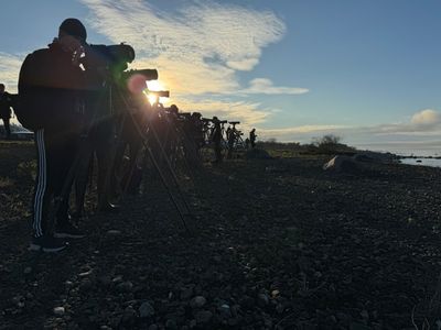 Pacific Diver - twitchers