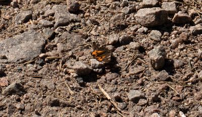Brun flickfjril - Orange Underwing (Archiearis parthenias)