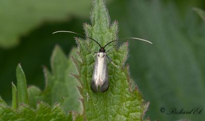 Ekantennmal (Adela reaumurella)