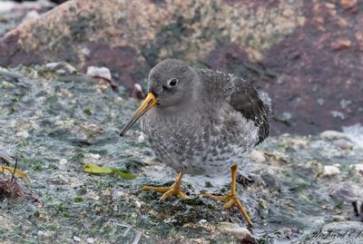 Skärsnäppa - Purple Sandpiper (Calidris maritima)