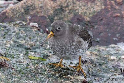 Skrsnppa - Purple Sandpiper (Calidris maritima)