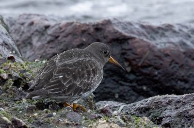 Skrsnppa - Purple Sandpiper (Calidris maritima)