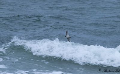 Skärsnäppa - Purple Sandpiper (Calidris maritima)