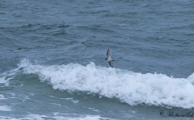 Skrsnppa - Purple Sandpiper (Calidris maritima)