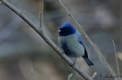 Blmes - Blue tit (Parus caeruleus)