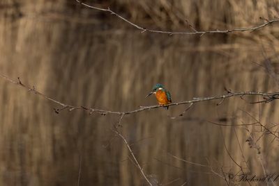 Kungsfiskare - Common Kingfisher (Alcedo atthis)