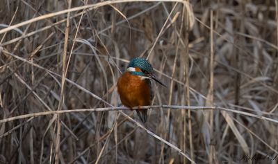 Kungsfiskare - Common Kingfisher (Alcedo atthis)