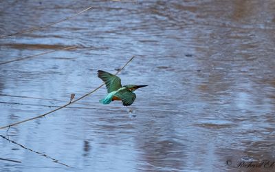 Kungsfiskare - Common Kingfisher (Alcedo atthis)