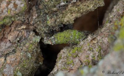 Hornsckspinnare - Ramshorn Bagworm (Luffia lapidella)