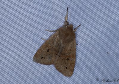 Svartprickigt slgfly - Twin-spotted Quaker (Anorthoa Munda)