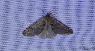 Ullgumpsmtare - March Moth (Alsophila aescularia) 