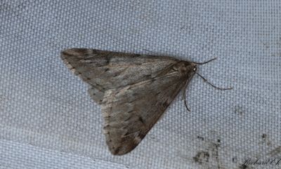 Ullgumpsmtare - March Moth (Alsophila aescularia)