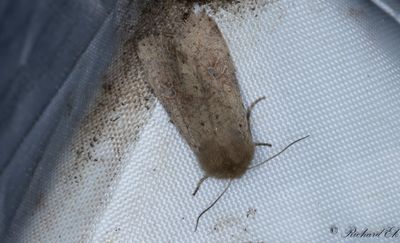 Större sälgfly - Clouded Drab (Orthosia incerta)