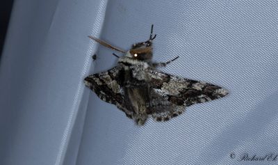 Brunaktig vintermätare - Oak Beauty (Biston strataria)
