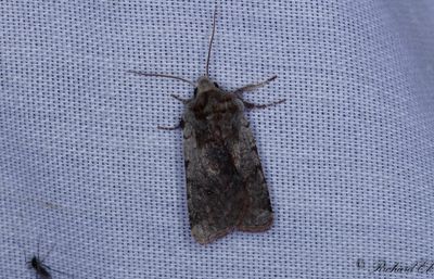 Rödviolett skogsfly - Red Chestnut (Cerastis rubricosa)