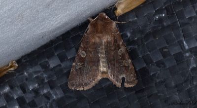 Brunrött skogsfly - White-marked (Cerastis leucographa)
