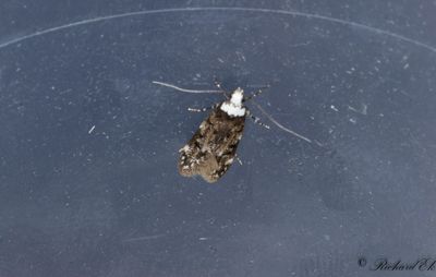 Vithvdad skrpmal - White-shouldered House-moth (Endrosis sarcitrella)
