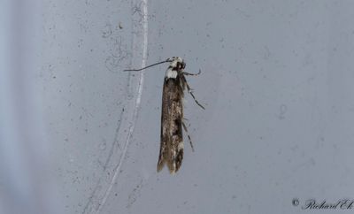 Vithvdad skrpmal - White-shouldered House-moth (Endrosis sarcitrella)