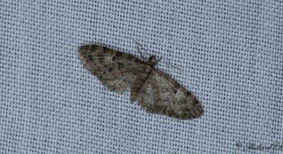 Mindre ekmalmtare - Oak-tree Pug (Eupithecia dodoneata)