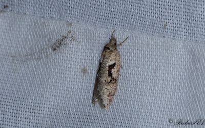 Rnnvrmal - Dawn Flat-body (Semioscopis steinkellneriana)