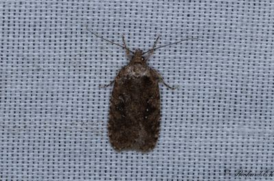 Flockblomsterplattmal - Common Flat-body (Agonopterix heracliana)