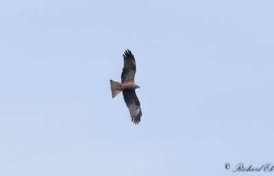 Brun glada - Black Kite (Milvus migrans)