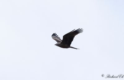 Brun glada - Black Kite (Milvus migrans)