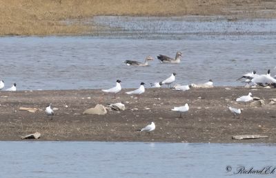 Svarthuvad mås - Mediterranean Gull (Larus melanocephalus)