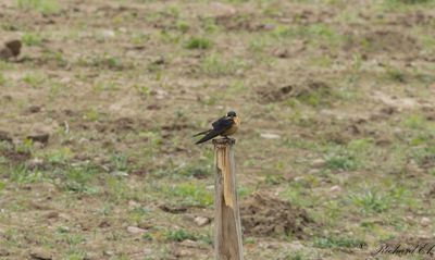 Savannsvala - Red-breasted Swallow (Cecropis semirufa)