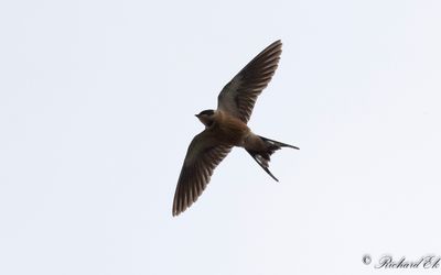 Savannsvala - Red-breasted Swallow (Cecropis semirufa)