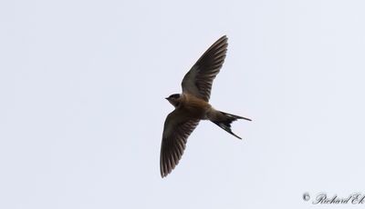 Savannsvala - Red-breasted Swallow (Cecropis semirufa)
