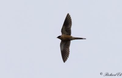 Savannsvala - Red-breasted Swallow (Cecropis semirufa)