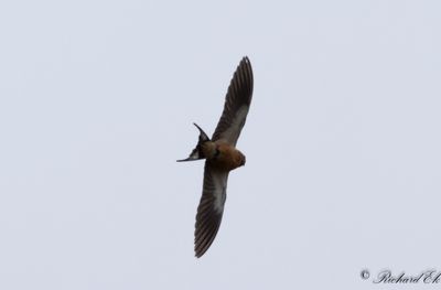 Savannsvala - Red-breasted Swallow (Cecropis semirufa)