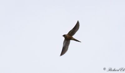 Savannsvala - Red-breasted Swallow (Cecropis semirufa)