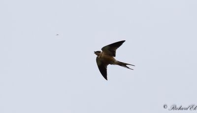 Savannsvala - Red-breasted Swallow (Cecropis semirufa)