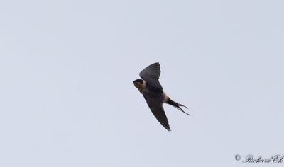Savannsvala - Red-breasted Swallow (Cecropis semirufa)